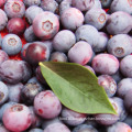 IQF Freezing/Freeze-Dried Organic Blueberry Zl-001 6